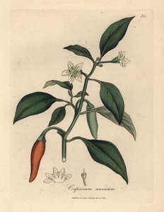 Biało kwitnąca, szkarłatna perliczka, Capsicum annuum autorstwa James Sowerby