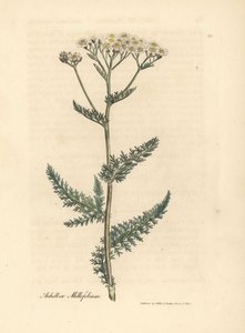 Milefólio florido branco ou milfoil, Achillea millefolium polonês autorstwa James Sowerby