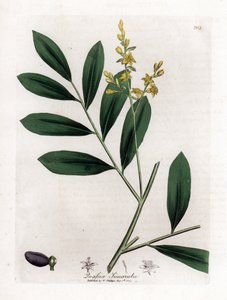 Biały mahoń lub marupa - Simaruba, Simarouba amara. Ręcznie kolorowany miedzioryt z ilustracji botanicznej autorstwa Jamesa Sowerby