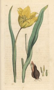 Dziki tulipan, Tulipa sylvestris (dziki tulipan) Ręcznie kolorowany miedzioryt według ilustracji Jamesa Sowerby