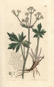 Sanicula drzewna, Sanicula europaea. Miedzioryt ręcznie kolorowany według ilustracji autorstwa Jamesa Sowerby