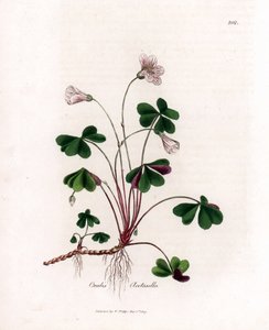 Szczaw drzewny lub szczawik drzewny - Woodsorrel, Oxalis acetosella. Ręcznie kolorowany miedzioryt z ilustracji botanicznej autorstwa Jamesa Sowerby