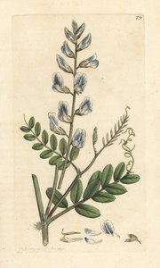 Wyka leśna, Vicia sylvatica (vesce des bois) Miedzioryt ręcznie barwiony na podstawie ilustracji autorstwa Jamesa Sowerby