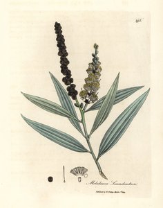 Drzewo cajeput o żółtych kwiatach, Melaleuca leucadendron autorstwa James Sowerby