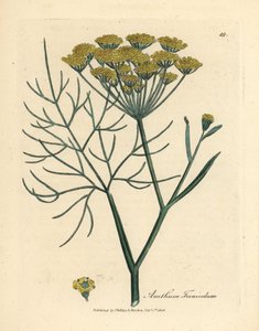 Koper żółty kwitnący, Anethum foeniculum autorstwa James Sowerby