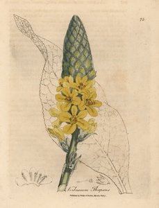 Verbascum thapsuspolish de grandes folhas largas e flores amarelas autorstwa James Sowerby