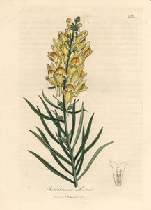 Żółty kwitnący lwia paszcza, Antirrhinum linaria
