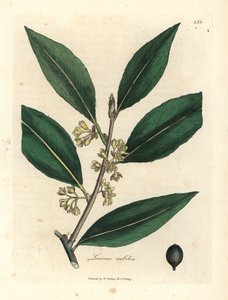 Żółte kwitnące słodkie liście laurowe, Laurus nobilis autorstwa James Sowerby