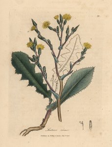 Żółta kwitnąca dzika sałata, Lactuca virosa