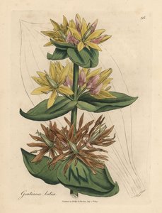 Żółta goryczka, Gentiana lutea autorstwa James Sowerby