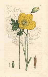 Mak żółty lub walijski, Papaver cambricum (żółty mak). Miedzioryt ręcznie kolorowany według ilustracji autorstwa Jamesa Sowerby