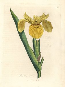 Żółta flaga wodna, Iris pseudacorus autorstwa James Sowerby