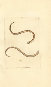 Młody gniewosz plamisty, Coronella austriaca (wąż Dumfriesshire, Coluber dumfrisiensis). Miedzioryt ręcznie barwiony autorstwa Jamesa Sowerby