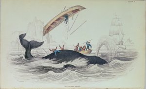 Wieloryb grenlandzki, ilustracja książkowa grawerowana przez William Home Lizars (1788-1859) autorstwa James Stewart