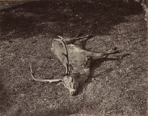 Jeleń Królewski, ok. 1930 r. 1870.