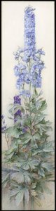 Delphiniums, ok. 1920