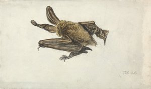Nietoperz (ołówek i akwarela na papierze) autorstwa James Ward