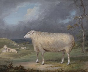 Maciorka rasy Border Leicester autorstwa James Ward