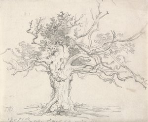 Karłowaty dąb autorstwa James Ward