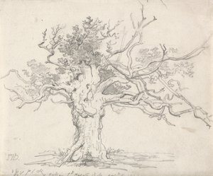 Stunted Oak autorstwa James Ward