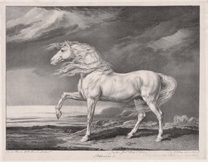 Czternaście celebrowanych koni: Adonis, 1824. autorstwa James Ward