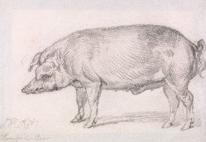 Dzik Hereford autorstwa James Ward