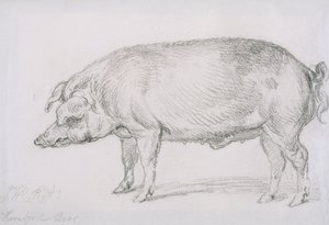 Dzik Hereford, c.1803-04 (ołówek na papierze) autorstwa James Ward