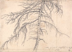 Modrzew autorstwa James Ward