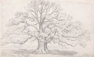 Duży dąb pana Howarda, 5 sierpnia 1820 r autorstwa James Ward