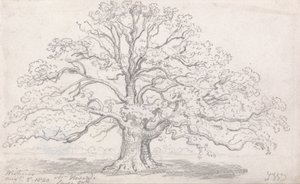 Duży dąb pana Howarda, 5 sierpnia 1820 r. autorstwa James Ward