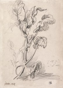 Polidor de Estudo de Plantas autorstwa James Ward