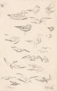 Estudos de Gullspolish autorstwa James Ward