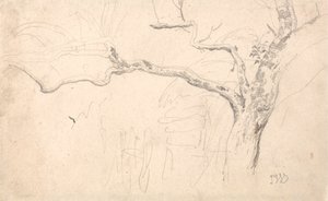 Studium drzewa autorstwa James Ward