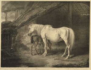 Pierwiosnek i źrebię, z Celebrated Horses, zestaw czternastu rycin wyścigowych wydanych przez artystę, 1823-24 autorstwa James after Ward