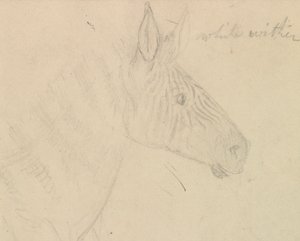 polimento de zebra