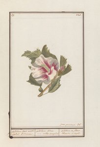 Hibiskus (Hibiscus syriacus) Althea z białymi pojedynczymi kwiatami. / althea flore - po prostu biały. / althea prosty biały kwiatek (tytuł na obiekcie)