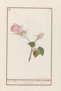 Roos (Rosa) maend Roose / Róża wszystkich miesięcy / Rose de tous les mois (tytuł na obiekcie)