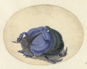 niebieski chrząszcz Zwierzęta (tytuł serii) autorstwa Jan Augustin van der Goes