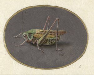 Konik polny Zwierzęta (tytuł serii) autorstwa Jan Augustin van der Goes