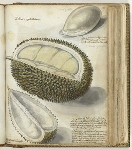 Durian autorstwa Jan Brandes
