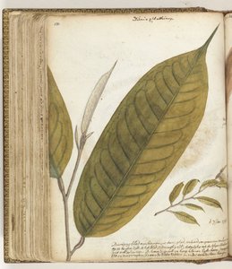 Durianblad autorstwa Jan Brandes