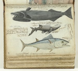 Tuńczyk, rekin i remora autorstwa Jan Brandes