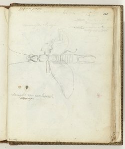 Horzel autorstwa Jan Brandes