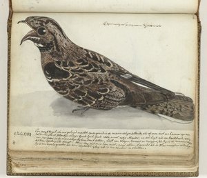 Nightjar autorstwa Jan Brandes