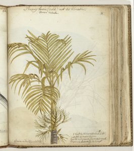 Pinangboom autorstwa Jan Brandes