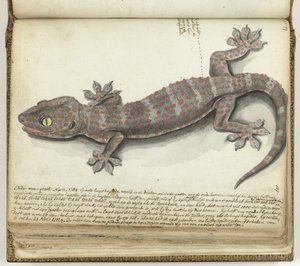 Toke autorstwa Jan Brandes