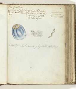 meduza morska autorstwa Jan Brandes