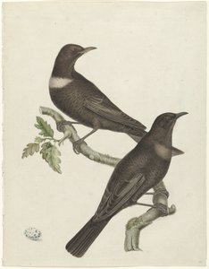Dwa drozdowce (Purdus torquatus) z jajkiem autorstwa Jan Christiaan Sepp (possibly)