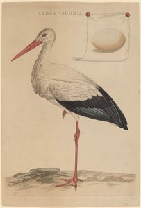 Bocian biały autorstwa Jan Christiaan Sepp