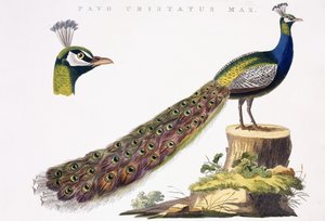 Paw, ok. 1809-1829